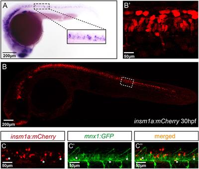 Insm1a Regulates Motor Neuron Development in Zebrafish